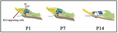 Kölliker’s organ-supporting cells and cochlear auditory development